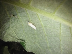Cicadellidae