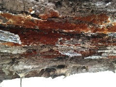 Botryobasidium aureum