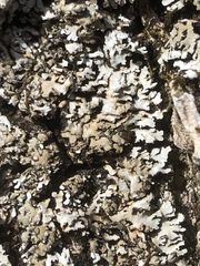 Physconia leucoleiptes