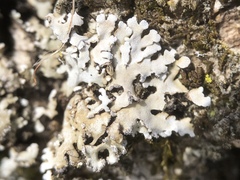 Physconia leucoleiptes