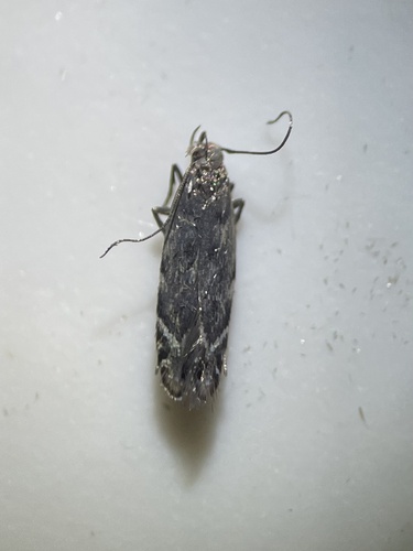 Leucogoniella californica