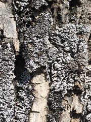 Physconia perisidiosa