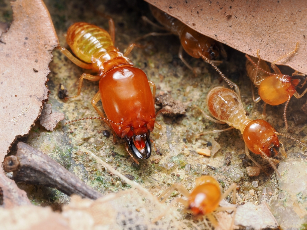 Macrotermes