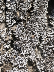 Physconia perisidiosa