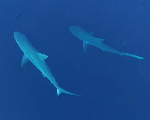 Grey reef shark