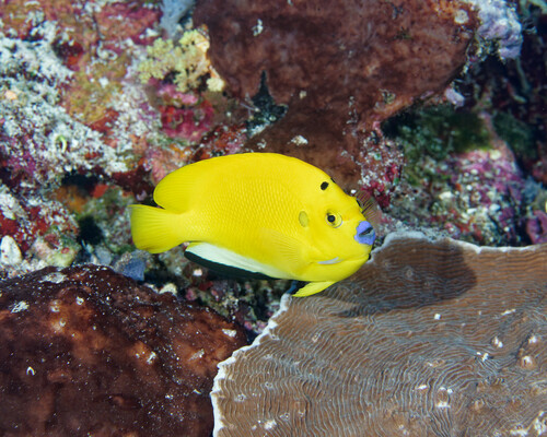Angelfish (Apolemichthys trimaculatus) — Pomacanthidae — 3