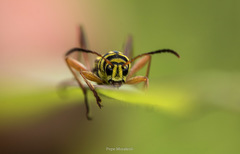 Mecometopus sarukhani