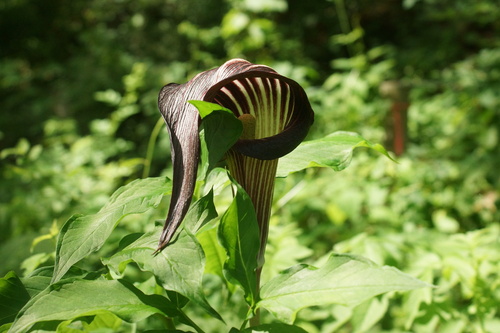 Arisaema takedae iNat (3)