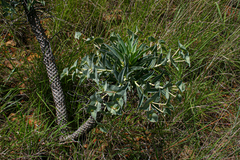 Euphorbia wildii image