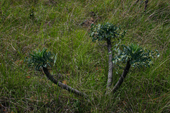 Euphorbia wildii image