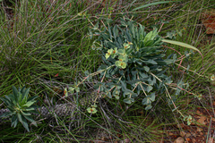 Euphorbia wildii image