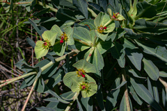 Euphorbia wildii image