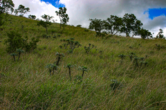 Euphorbia wildii image