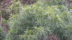 Thouinidium decandrum