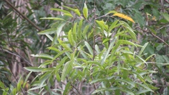 Thouinidium decandrum