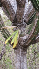 Catasetum pendulum
