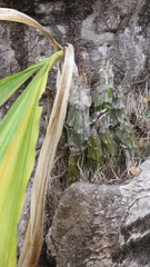 Catasetum pendulum
