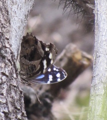 Myscelia ethusa ethusa