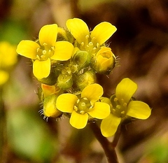 Draba albertina
