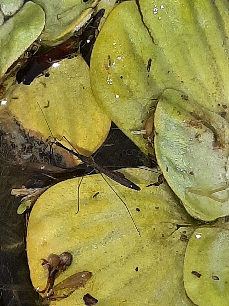 Common Water Measurer from 25016 Ghedi BS, Italia on July 25, 2023 at ...