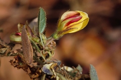 Rhynchosia monophylla image