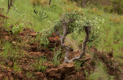 Euphorbia wildii image