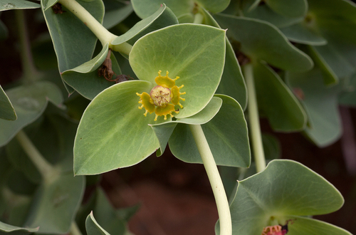 Euphorbia wildii image