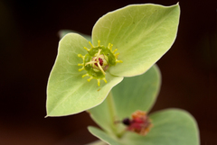 Euphorbia wildii image