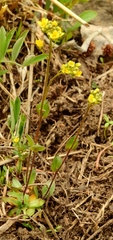 Draba albertina