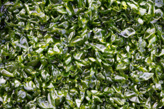 Prasiola meridionalis