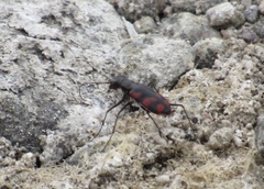 Cicindela sommeri