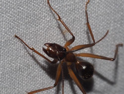 微亮弓背蚁（长结亚种）Camponotus subnitidus longinodis