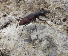 Cicindela sommeri
