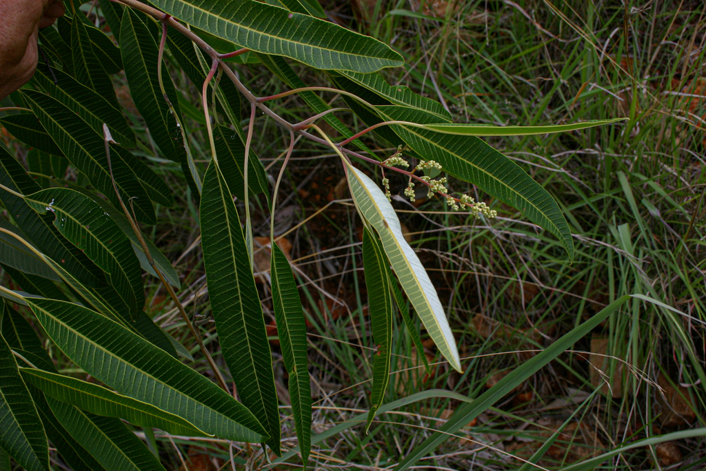 Ozoroa longepetiolata