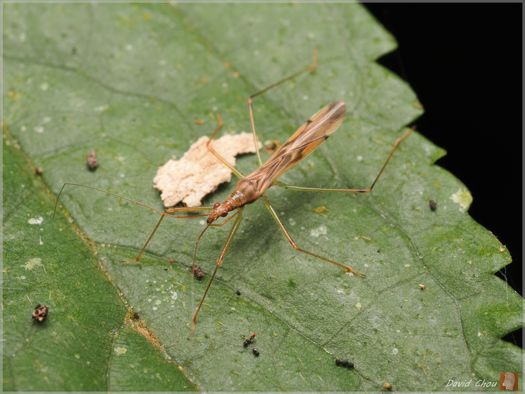 Arbela simplicipes