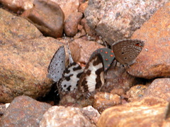 Solenosthedium rubropunctatum