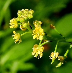 Rorippa hispida