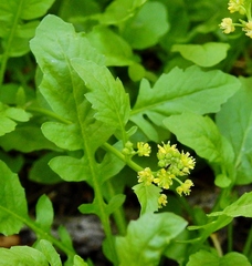 Rorippa hispida