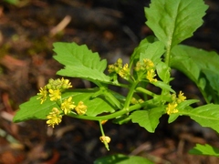 Rorippa hispida