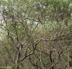 Pseudobombax palmeri