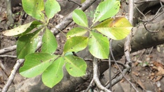 Pseudobombax palmeri