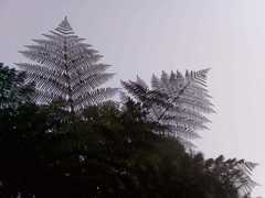 Cyathea caracasana