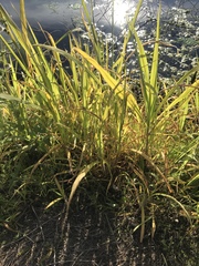 Zizaniopsis miliacea