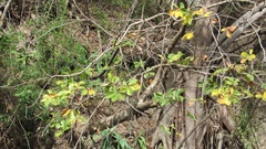 Pseudobombax palmeri