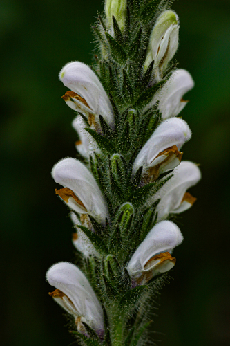 Isoglossa eylesii image