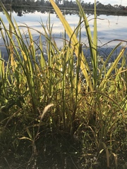 Zizaniopsis miliacea