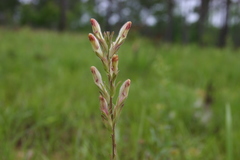 Schwalbea americana
