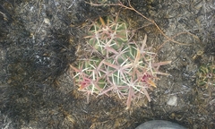Ferocactus recurvus recurvus