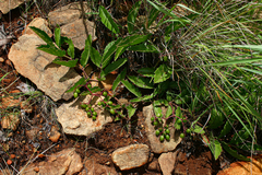 Cyphostemma humile subsp. dolichopus image