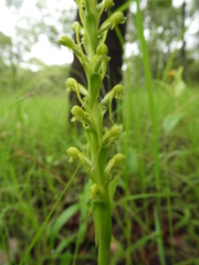 Satyrium volkensii